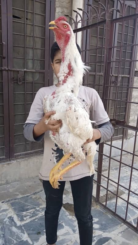 Pure shamoo high quality chicks and eggs  available 4