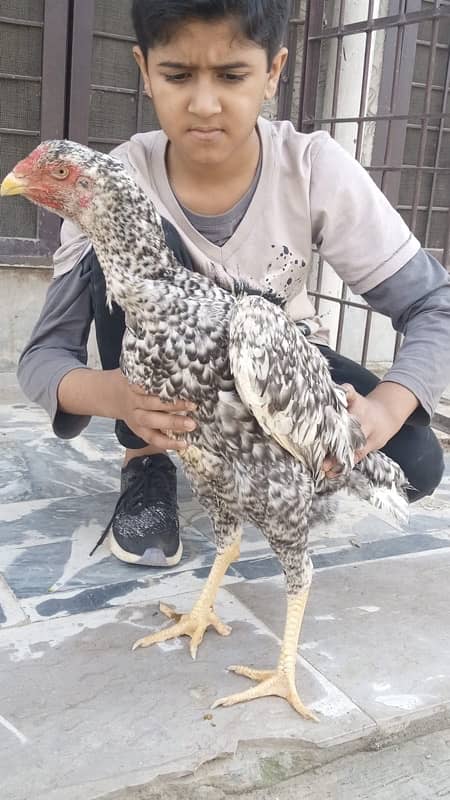 Pure shamoo high quality chicks and eggs  available 6