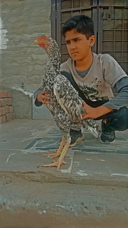 Pure shamoo high quality chicks and eggs  available 7