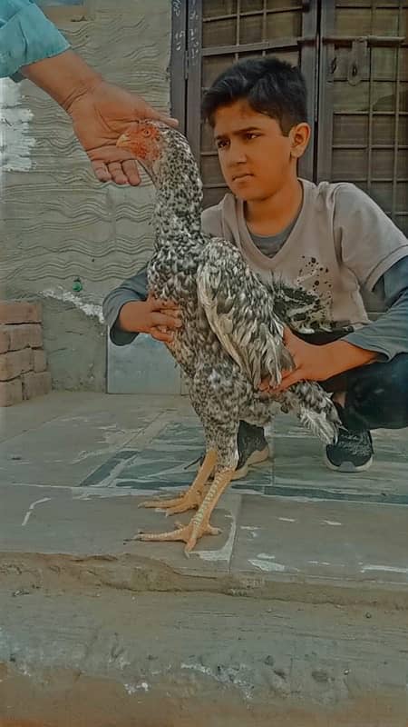 Pure shamoo high quality chicks and eggs  available 8