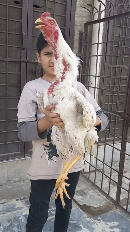 Pure shamoo high quality chicks and eggs  available 9