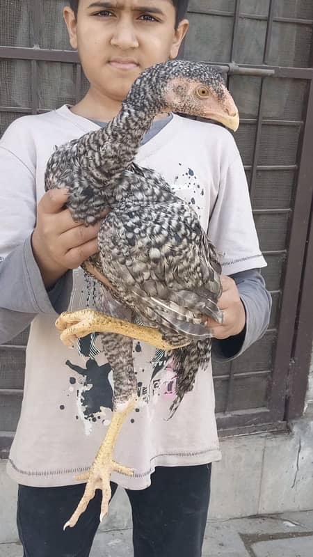 Pure shamoo high quality chicks and eggs  available 10