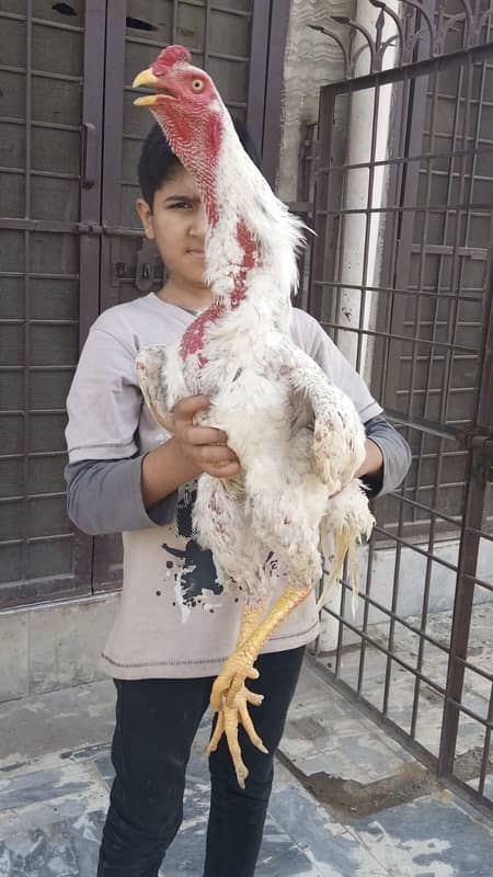 Pure shamoo high quality chicks and eggs  available 11