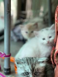 Persian cat babies for sale