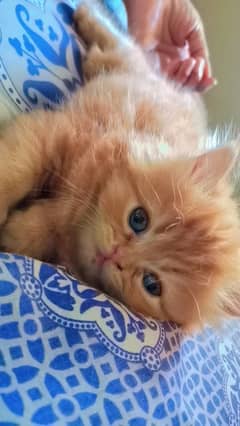 pure Persian Kittens male female both available