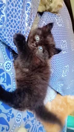 pure Persian Kittens male female both available