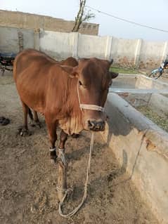 Desi Cow