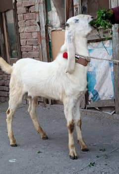 Desi Bakra