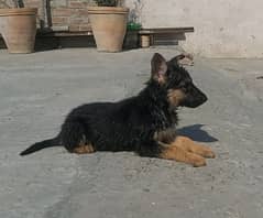 German shepherd puppies available