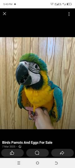 blue macaw parrot chicks for sale 0334/1495/765 WhatsApp number