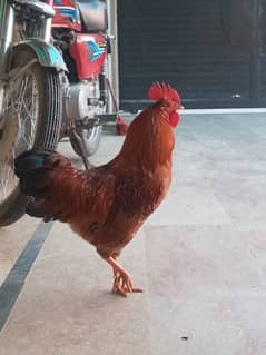 Desi rooster for sale