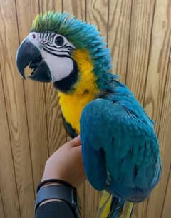 blue macaw parrot chicks for sale 0334/1495/765 WhatsApp number