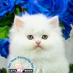 Persian Kittens | Snow white| Triple Coated | Punch face | fluffy |cat