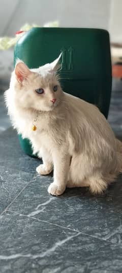 Turkish angora cat for sale exchange possible with parrots