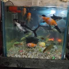 fish aquarium