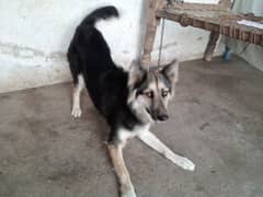 Hasky female dog