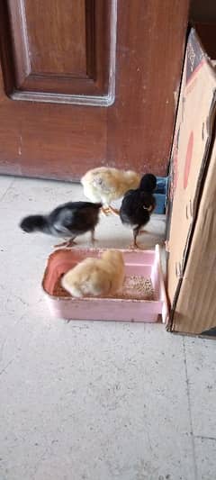 Chicks 2 aseel 2 misri 1200 for all