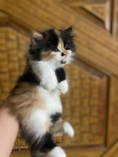 PERSIAN  KITTENS|PERSIAN CATS|TRIPLE COATED | DOLL FACE