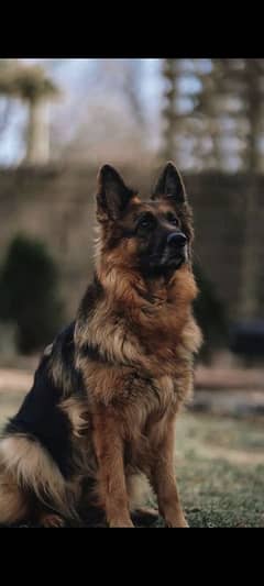 German shepherd