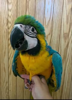 blue macaw parrot chicks for sale Whatsapp number 0330-7595-248. .