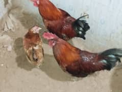 healthy hens hain