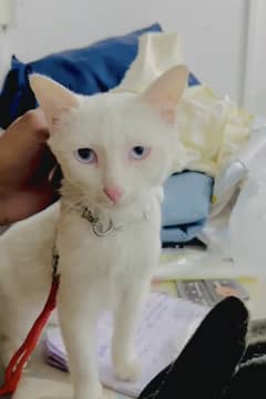 5month pershione cat for sale make