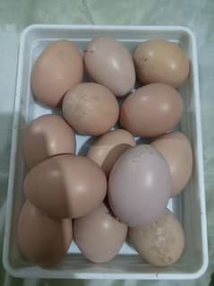 Aseel Heera eggs for sale