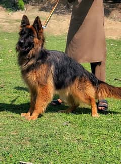 German Shepherd 10 months long coat female for sale