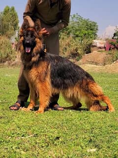 German Shepherd 10 months long coat female for sale