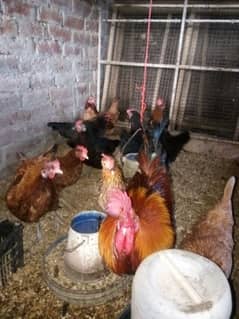 6 Desi hens