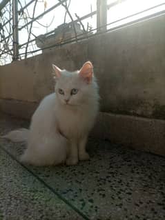 Persian blue eyes female triple coated