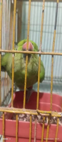 parrots 2 sell