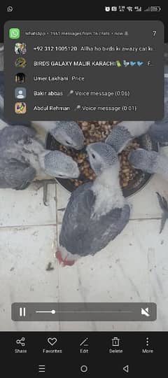 African grey chick