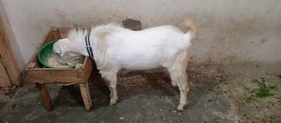 Bakra for sale