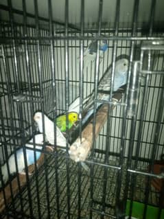 Australian perrot for sale.  cocktail ka baby for sale