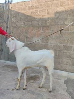 Gulabi bakri/Bakra/bacha