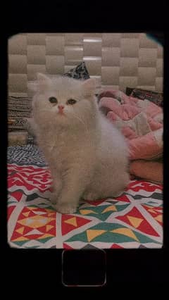 Persian Triple coated female kitten