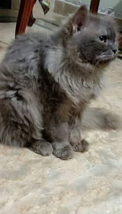 Persian male adult cat