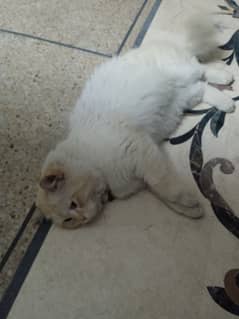 Persian Doll face Male cat for sale