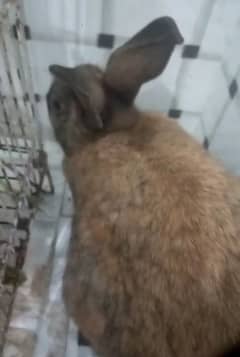 rabbit female with 1 bunny dhood pita  hai abhi