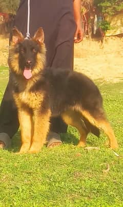 German Shepherd long coat female Age4month for sale