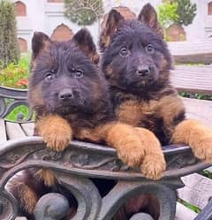 Top quality german Shepherd triple coat puppies available for sale