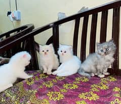 Persian Kittens For Sale