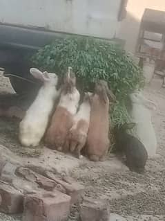 Rabbits for sell 2/4/5/6/8/9 months k Desi aur red eyes