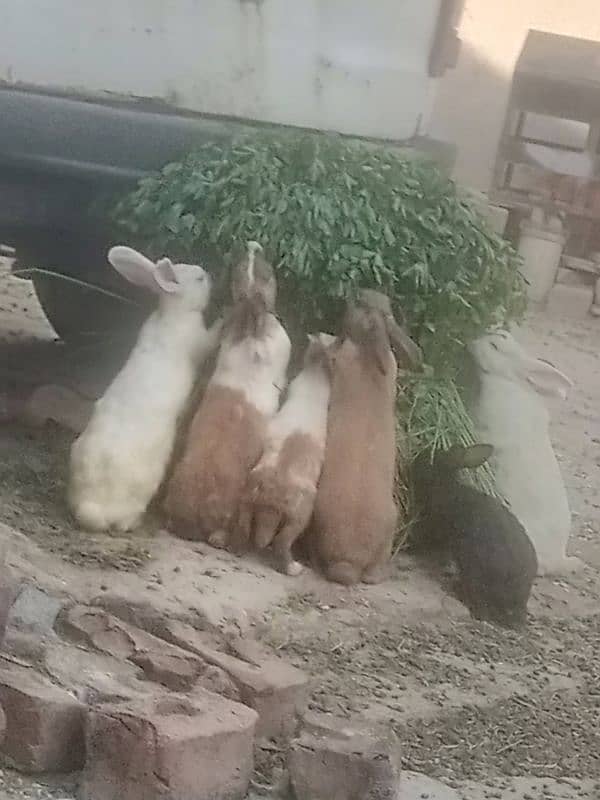 Rabbits for sell 2/4/5/6/8/9 months k Desi aur red eyes 0