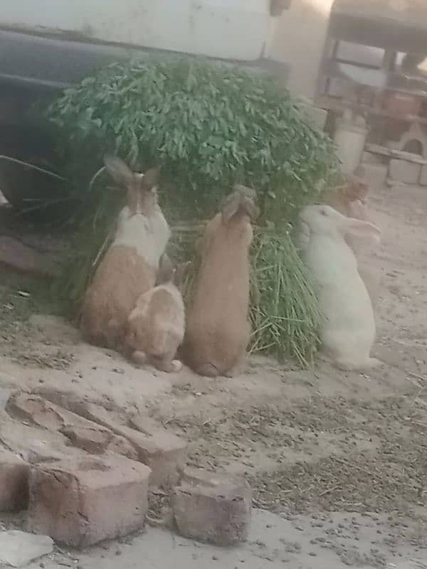 Rabbits for sell 2/4/5/6/8/9 months k Desi aur red eyes 1