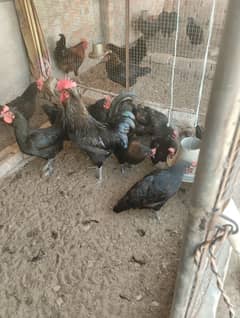 Egg laying hens