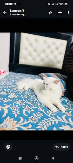 Persian cat with house 5 month