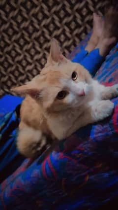 Persian male cat for sale normal price whatsup nbr 03084970434