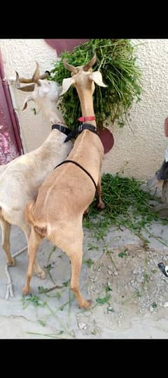 Teddy dodh wali bakri with male kid